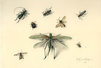 AA 045
<br/>
Insecten
<br/>
<em>Cate, Hendrik Gerrit ten (1803-1856)</em>